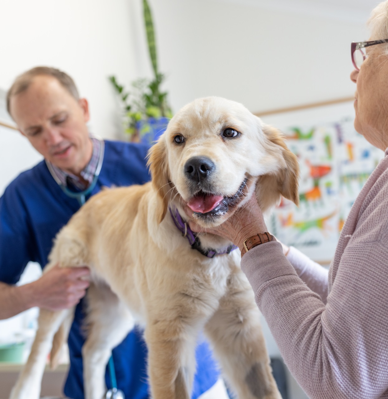 Friendly staff at Versa Vet CT